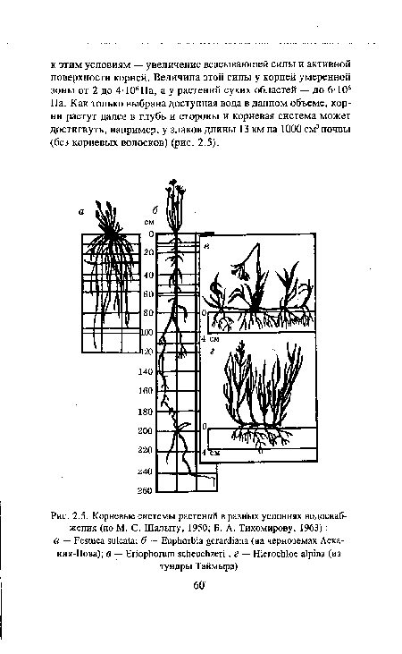 Корневые системы растений в разных условиях водоснабжения (по М. С. Шалыту, 1950; Б. А. Тихомирову, 1963) 