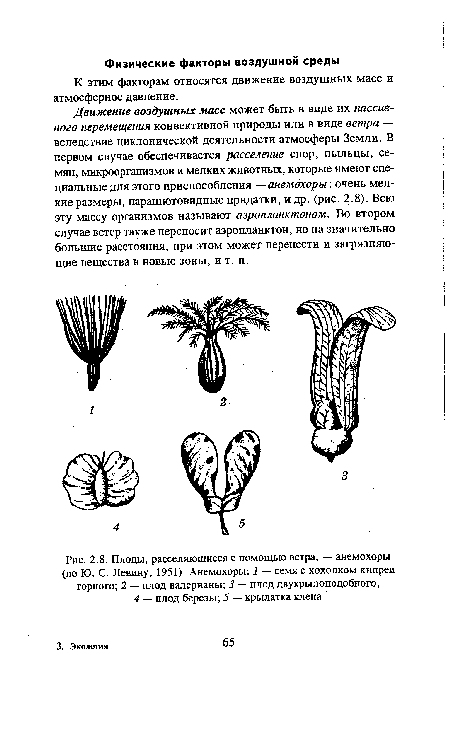 Плоды, расселяющиеся с помощью ветра, — анемохоры (по Ю. С. Левину, 1951). Анемохоры