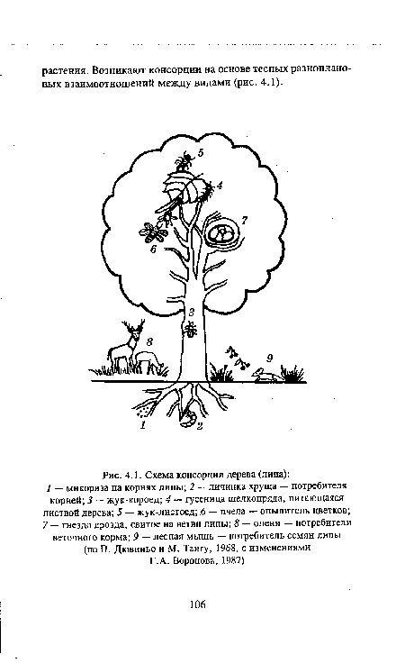 Схема консорции дерева (липа)