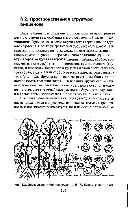 Яруса лесного биогеоценоза (по И. Н. Пономаревой, 1978)