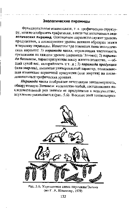 Упрощенная схема пирамиды Элтона (по Г. А. Новикову, 1979)