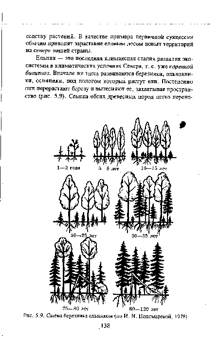 Смена березняка ельником (по И. Н. Пономаревой, 1978)