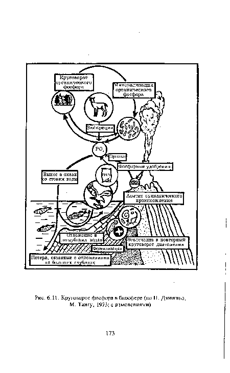 Круговорот фосфора в биосфере (по П. Дювиньо, М. Тангу, 1973; с изменениями)