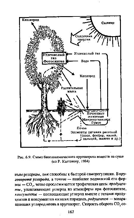 Схема биогеохимического круговорота веществ на суше (по Р. Кашанову, 1984)