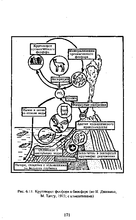 Круговорот фосфора в биосфере (по П. Дювииьо, М. Тангу, 1973; с изменениями)