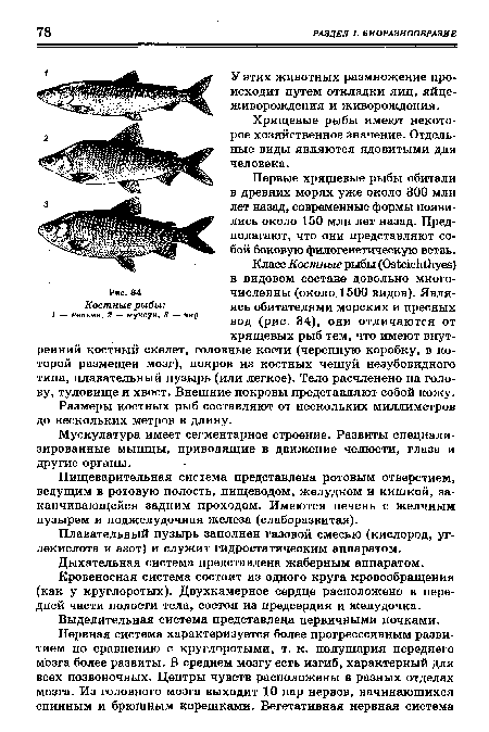 Костные рыбы
