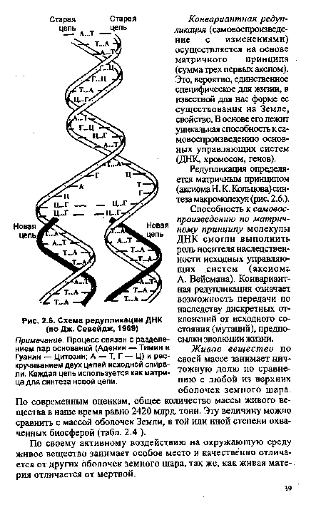 Схема редупликации ДНК (по Дж. Севейдж, 1969)