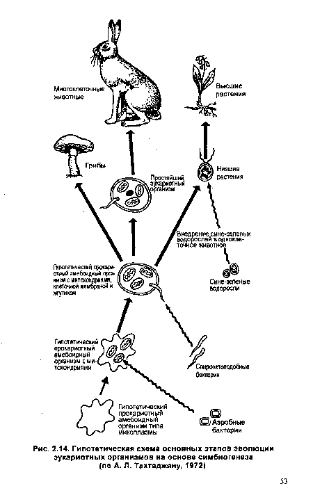 Гипотетическая схема основных этапов эволюции эукариотных организмов на основе симбиогенеза (по А. Л. Тахтаджяну, 1972)