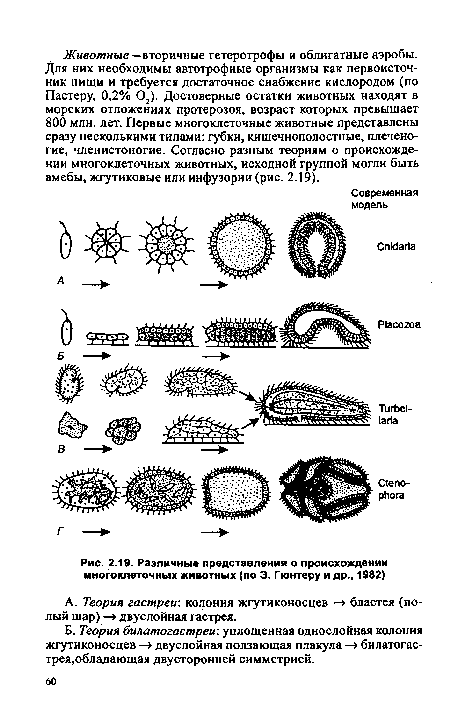 Различные представления о происхождении многоклеточных животных (по Э. Гюнтеру и др., 1982)