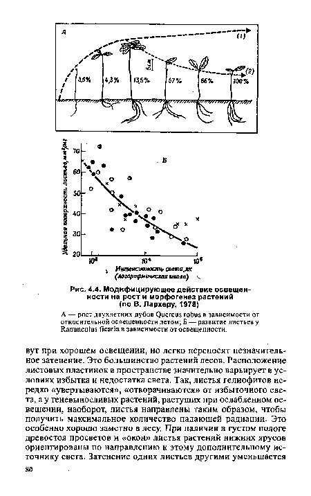 Модифицирующее действие освещенности на рост и морфогенез растений (по В. Лархеру, 1978)