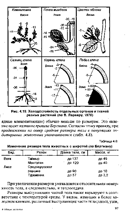 Холодостойкость отдельных органов и тканей разных растений (по В. Лархеру, 1978)