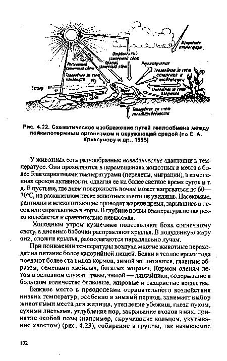 Схематическое изображение путей теллообмена между пойкилотермным организмом и окружающей средой (по Е. А. Криксунову и др., 1995)