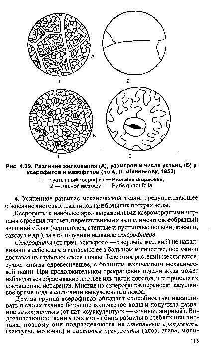Различие жилкования (А), размеров и числа устьиц (Б) у ксерофитов и мезофитов (по А. П. Шенникову, 1950)