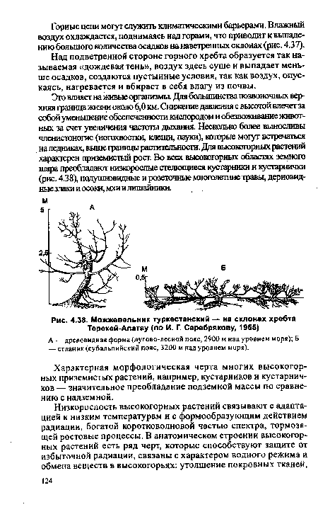 Можжевельник туркестанский — на склонах хребта Терекей-Алатау (по И. Г. Серебрякову, 1955)