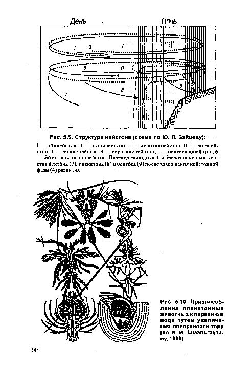 Приспособления планктонных животных к парению в воде путем увеличения поверхности тела (по И. И. Шмальгаузе-ну, 1969)