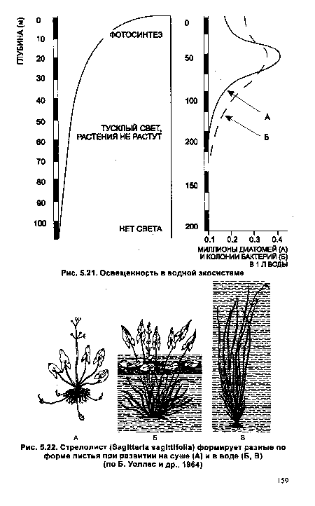 Стрелолист (вадШапа задМНоПа) формирует разные по форме листья при развитии на суше (А) и в воде (Б, В)