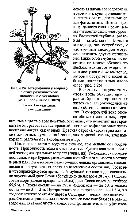 Гетерофилия у водного лютика разнолистного Ranunculus diversifolius (из Т. Г. Горышиной, 1979)