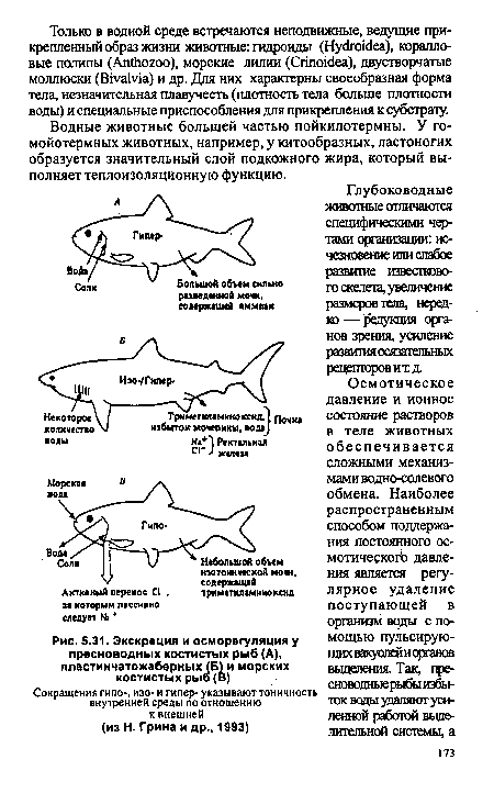 Экскреция и осморегуляция у пресноводных костистых рыб (А), пластинчатожаберных (Б) и морских костистых рыб (В)