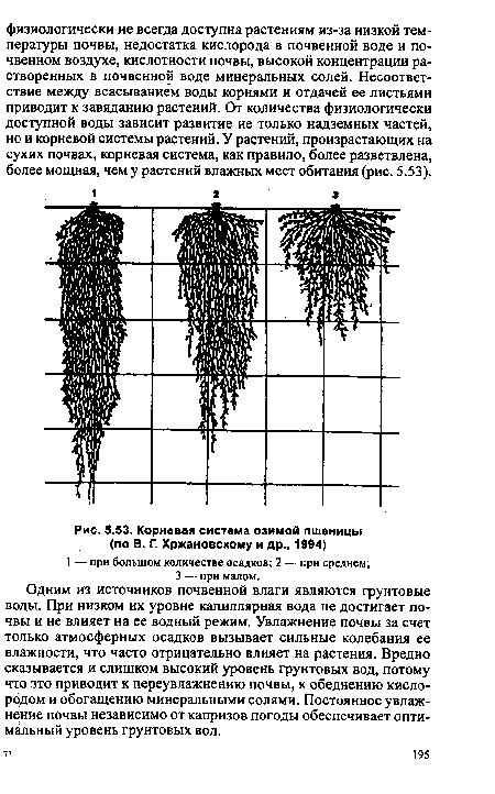 Корневая система озимой пшеницы (по В. Г. Хржановскому и др., 1994)