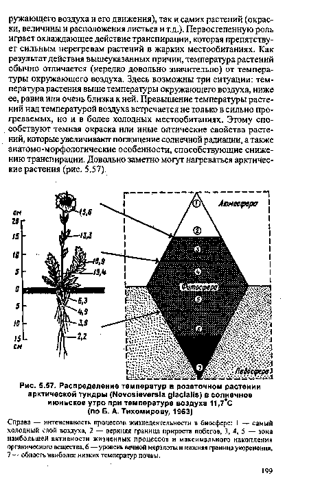 Распределение температур в розеточном растении арктической тундры (Ыоуоз1еуегз1а д1ас1аМ8) в солнечное июньское утро при температуре воздуха 11,7°С (по Б. А. Тихомирову, 1963)