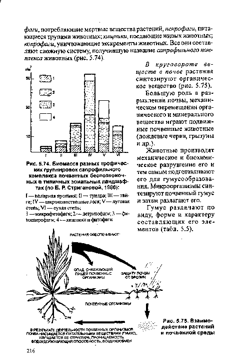 Биомасса разных трофических группировок сапрофильного комплекса почвенных беспозвоночных в типичных зональных ландшафтах (по Б. Р. Стригановой, 1980)
