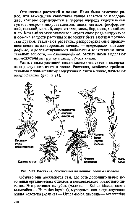 Растения, обитающие на почвах, богатых азотом