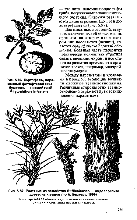 Растение из семейства РаП1е81 асеае — эндопаразита древесных видов (по А. Кернеру, 1896)