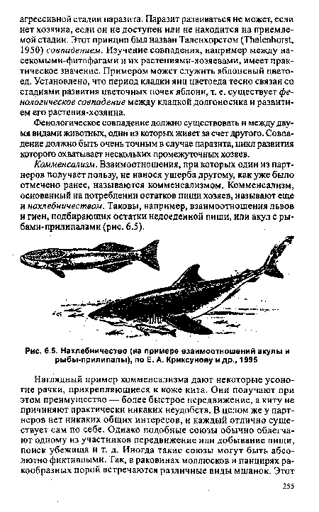 Нахлебничество (на примере взаимоотношений акулы и рыбы-прилипалы), по Е. А. Криксунову и др., 1995