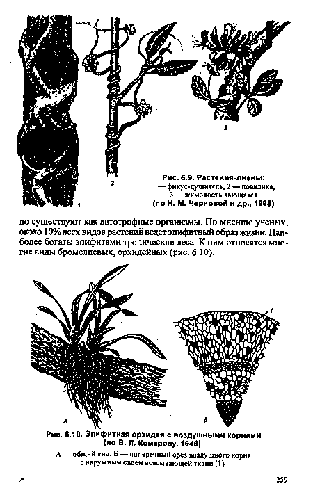 Эпифитная орхидея с воздушными корнями (по В. Л. Комарову, 1949)