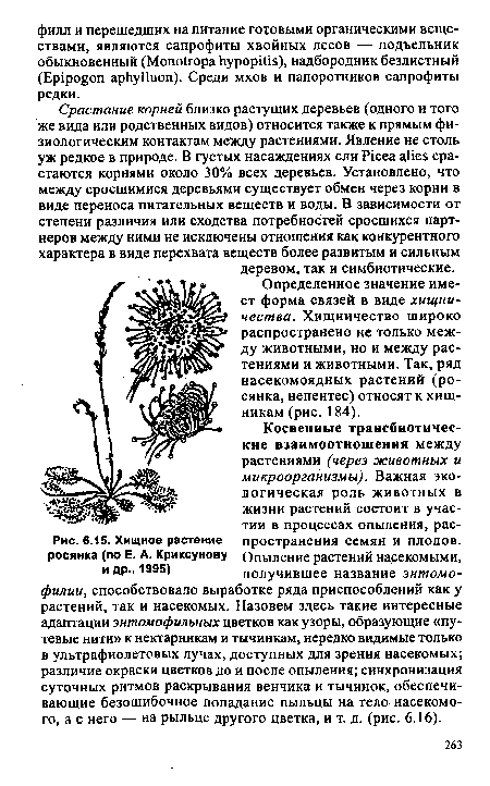 Хищное растение росянка (по Е. А. Криксунову и др., 1995)