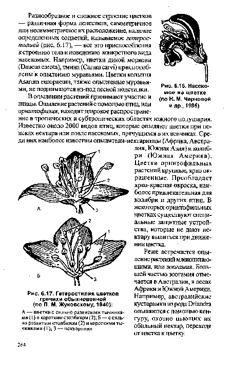 Гетеростилия цветков гречихи обыкновенной (по П. М. Жуковскому, 1940)