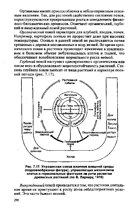 Упрощенная схема влияния внешней среды (подковообразная фигура), управляющих механизмов клетки и гормональных факторов на ритм развития древесных растений (по В. Лархеру, 1978)