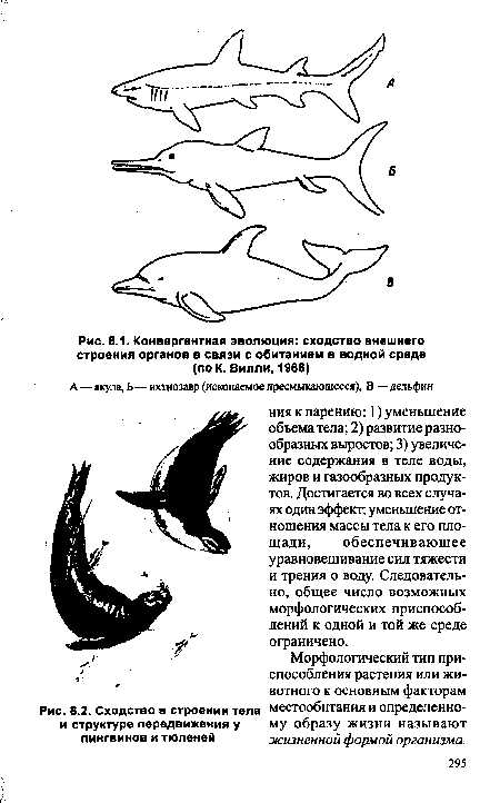 Сходство в строении тела и структуре передвижения у пингвинов и тюленей
