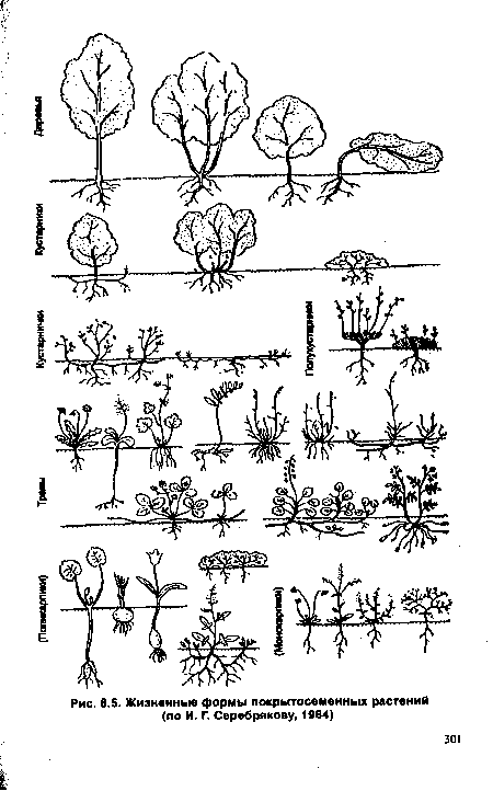 Жизненные формы покрытосеменных растений (по И. Г. Серебрякову, 1964)