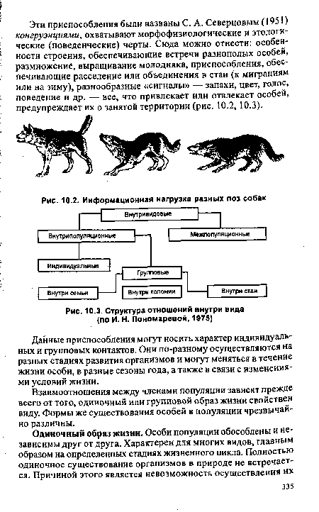Структура отношений внутри вида (по И. Н. Пономаревой, 1975)