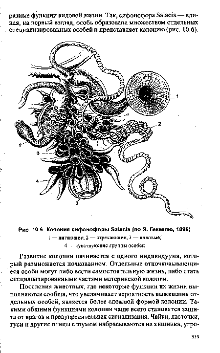 Колония сифонофоры 8а1ас |а (по Э. Геккелю, 1896)