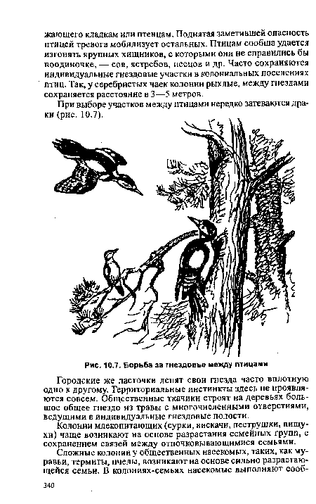 Борьба за гнездовье между птицами