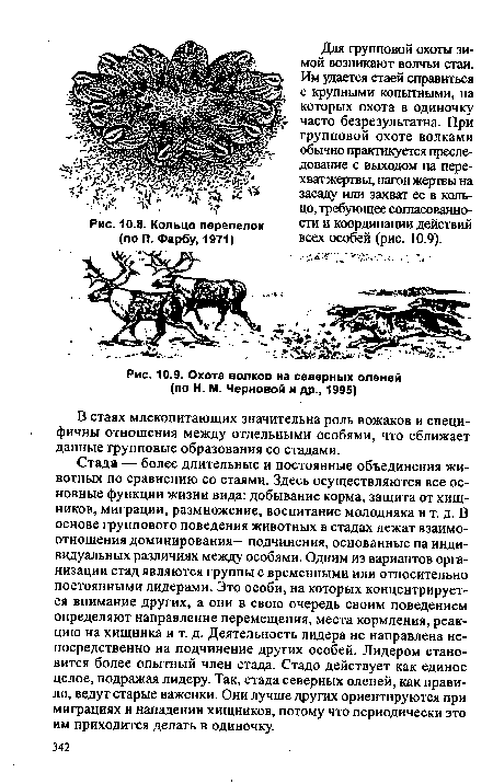 Охота волков на северных оленей (по H. М. Черновой и др., 1995)