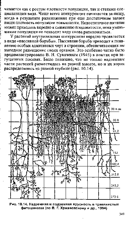 Надземная и подземная ярусность в травянистых фитоценозах (по В. Г. Хржановскому и др., 1994)
