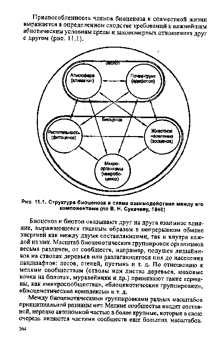 Структура биоценоза и схема взаимодействия между его компонентами (по В. Н. Сукачеву, 1940)