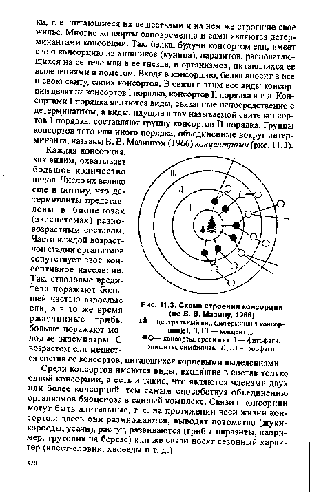 Схема строения консорции (по В. В. Мазину, 1966)