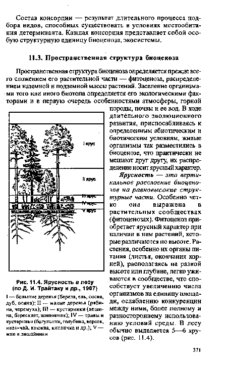 Ярусность в лесу (по Д. И. Трайтаку и др., 1987)