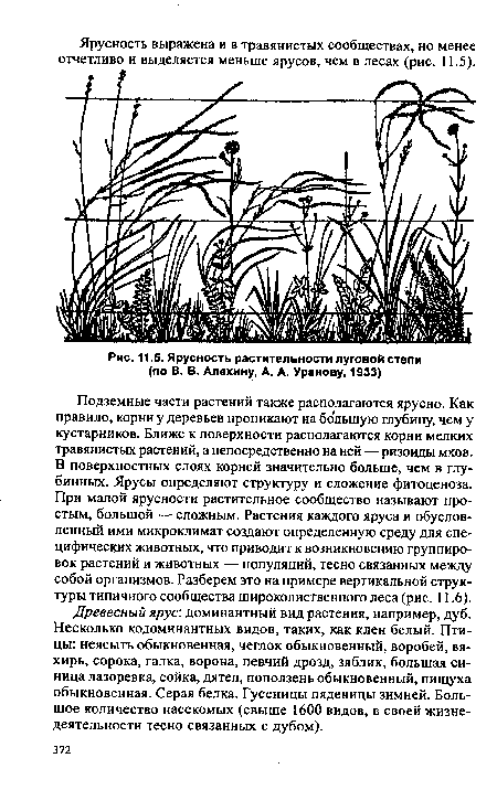Ярусность растительности луговой степи (по В. В. Алехину, А. А. Уранову, 1933)