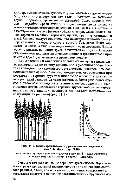 Самоизреживание в древесных насаждениях (по Г. Ф. Морозову, 1928)