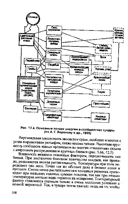 Основные потоки энергии в сообществах тундры (по А. Г. Воронову и др., 1985)