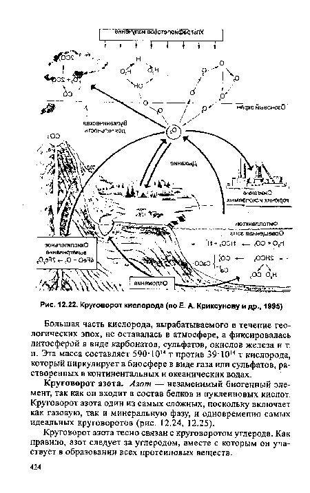 Круговорот кислорода (по Е. А. Криксунову и др., 1995)