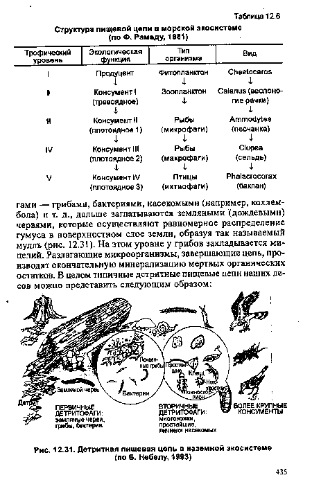 Детритная пищевая цепь в наземной экосистеме (по Б. Небелу, 1993)