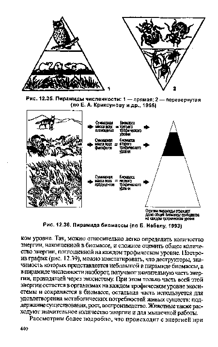 Пирамида биомассы (по Б. Небелу, 1993)