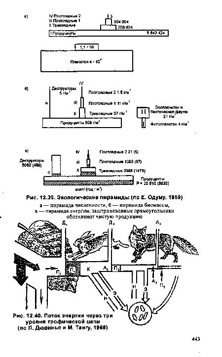 Экологические пирамиды (по Е. Одуму, 1959)