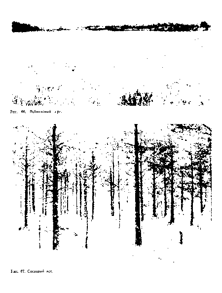 Сосновый лес.